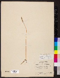 Spiranthes lacera image