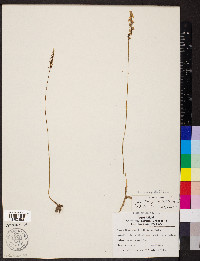 Spiranthes lacera image