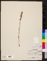 Spiranthes magnicamporum image