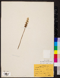 Spiranthes magnicamporum image