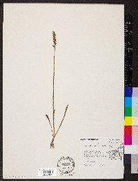 Spiranthes ovalis image