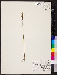 Spiranthes ovalis image