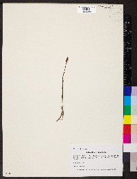 Spiranthes ovalis image