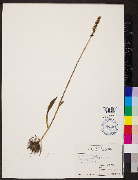 Spiranthes ovalis image