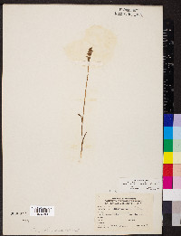 Spiranthes ovalis image