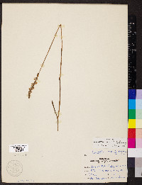 Spiranthes vernalis image