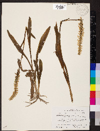 Spiranthes cernua image