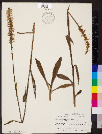 Spiranthes cernua image