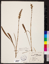 Spiranthes cernua image