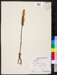 Spiranthes cernua image