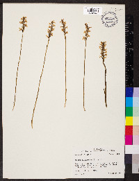 Spiranthes cernua image