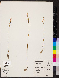 Spiranthes grayi image