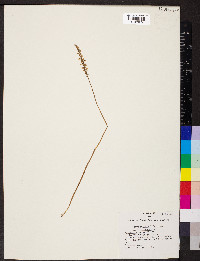 Spiranthes tuberosa image