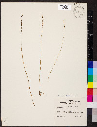 Spiranthes lacera image