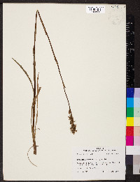 Spiranthes praecox image