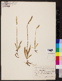 Spiranthes romanzoffiana image