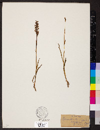 Spiranthes romanzoffiana image