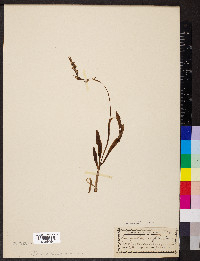 Spiranthes romanzoffiana image