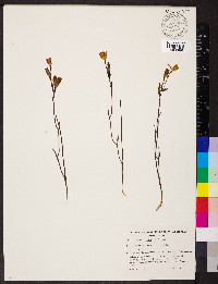 Thelymitra antennifera image