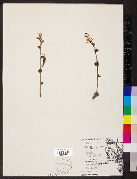 Triphora trianthophora image