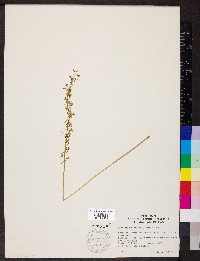 Tipularia discolor image