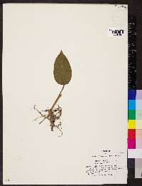 Tipularia discolor image