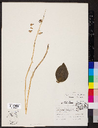 Tipularia discolor image