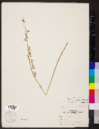 Tipularia discolor image