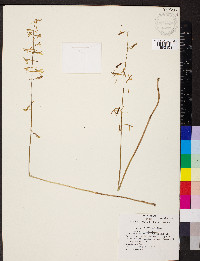 Tipularia discolor image