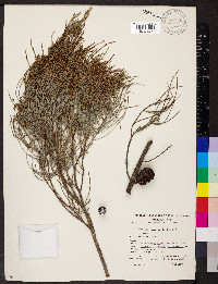 Allocasuarina muelleriana image