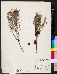 Allocasuarina muelleriana image