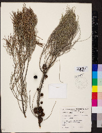 Allocasuarina muelleriana image