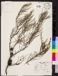 Allocasuarina muelleriana image