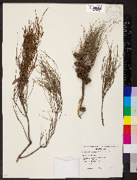 Allocasuarina pusilla image
