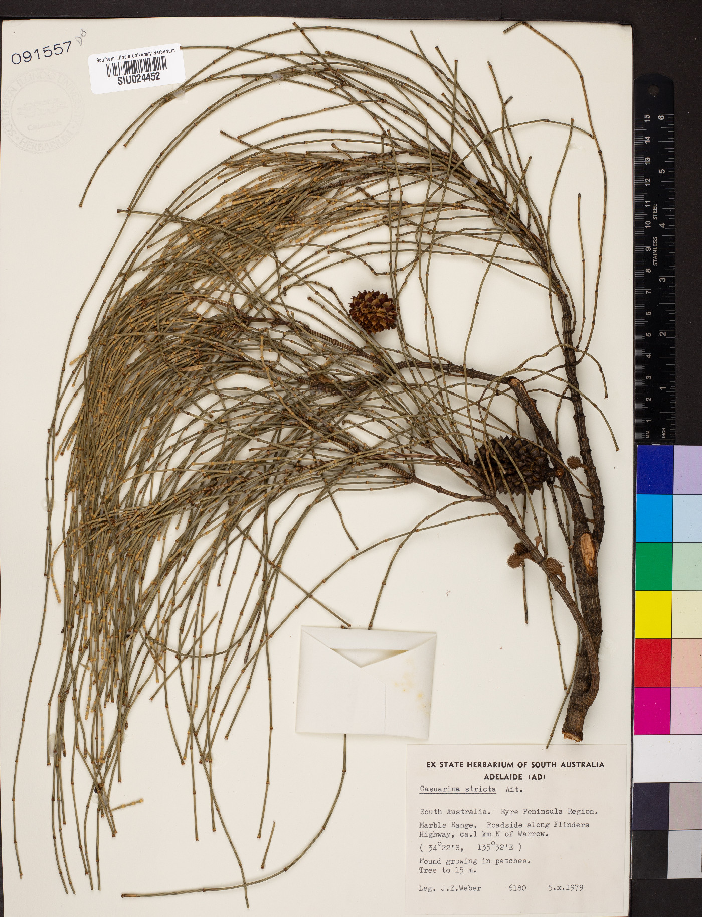 Casuarina stricta image