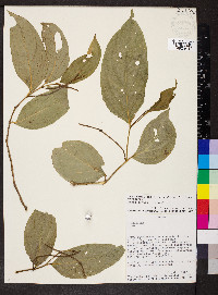 Piper lenticellosum image