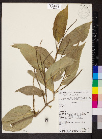 Piper lenticellosum image