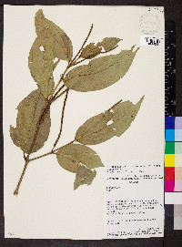 Piper lenticellosum image