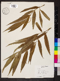 Piper linearifolium image