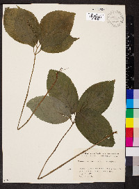 Chloranthus serratus image