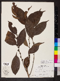 Casearia sylvestris image