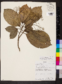 Hasseltia floribunda image