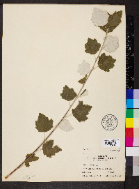 Populus alba image