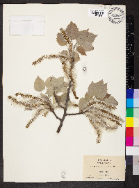 Populus grandidentata image