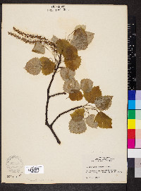 Populus grandidentata image