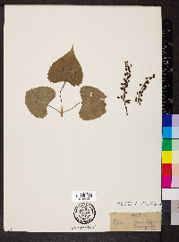 Populus deltoides subsp. monilifera image