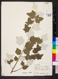 Populus alba image