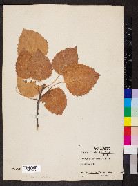 Populus grandidentata image