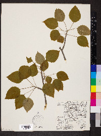 Populus grandidentata image