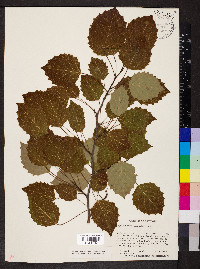 Populus grandidentata image